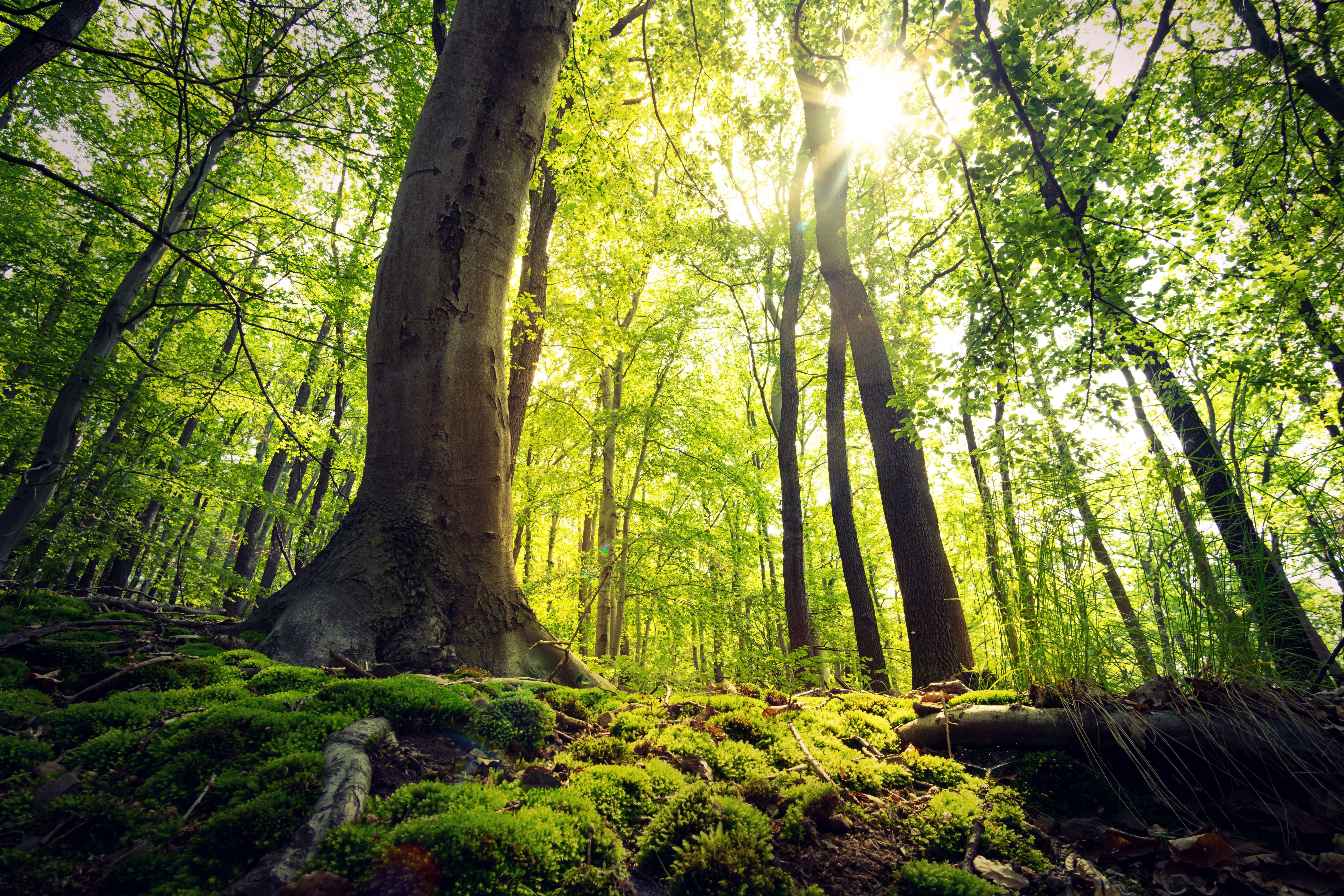 Der Ursprung unseres Brennholzes Blick in einen Wald mit Bäumen und moosbedecktem Boden