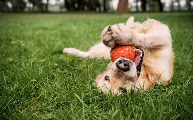 Ein glücklicher Hund spielt mit einem Ball auf dem Rasen